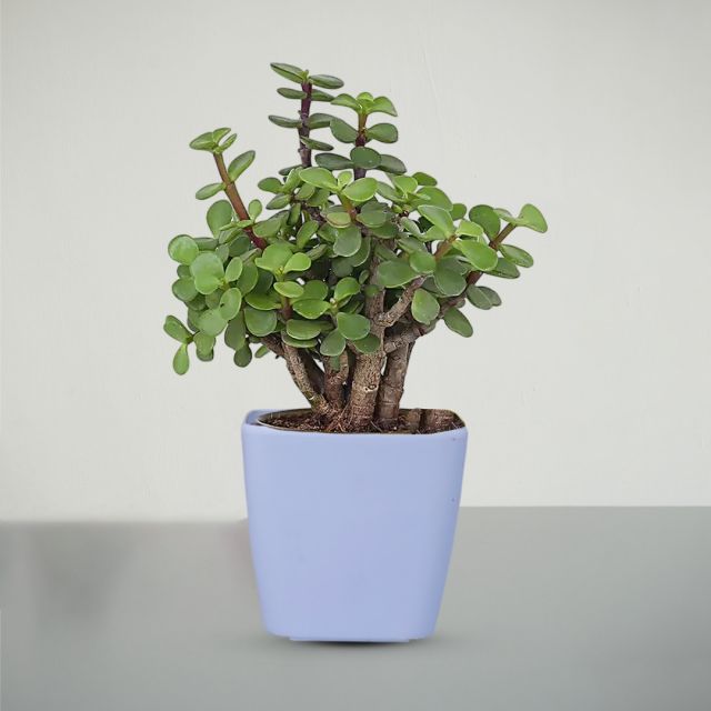 Jade Plant in White Pot for Home Indoor Decor