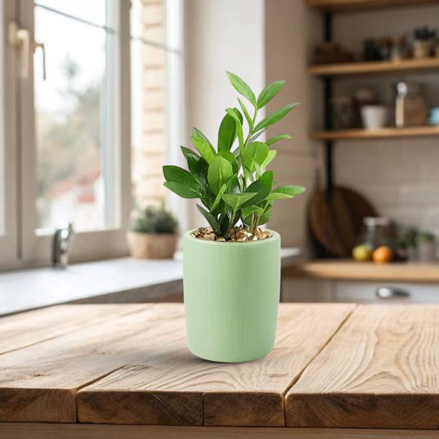 ZZ Green Indoor Air Purifying Plant for Home Decor and Birthday Gift