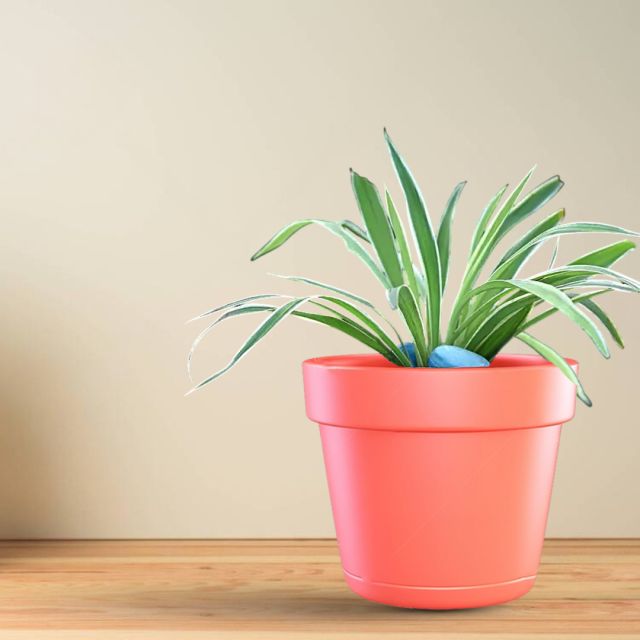Spider Indoor Plant in Pink Colour Pot for Home/Office Decor