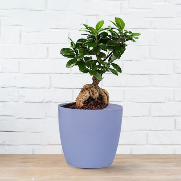 Ficus Bonsai Plant for Home Kitchen/Office Table Decor