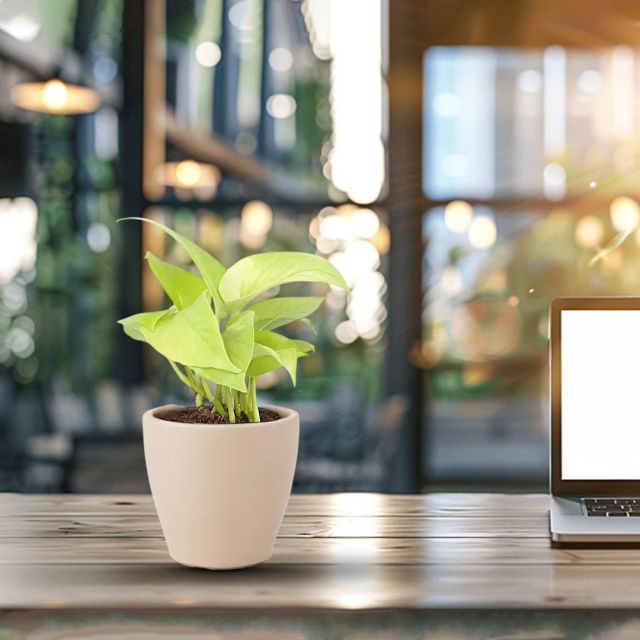 Money Plant in White Textured Pot for Office/Home and Living Room Decor