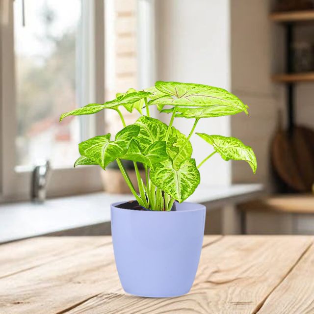Syngonium Plant for Air Purifying in White Pot for Home/Office Decor
