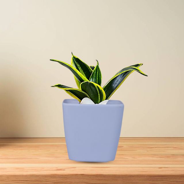 Snake Indoor Plant for Office/Home Living Room