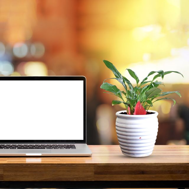 Lily Plant in white Pot for Birthday/Anniversary Gift